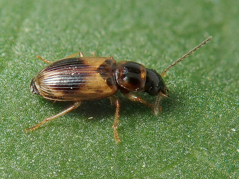 Carabidae: Acupalpus notatus ?